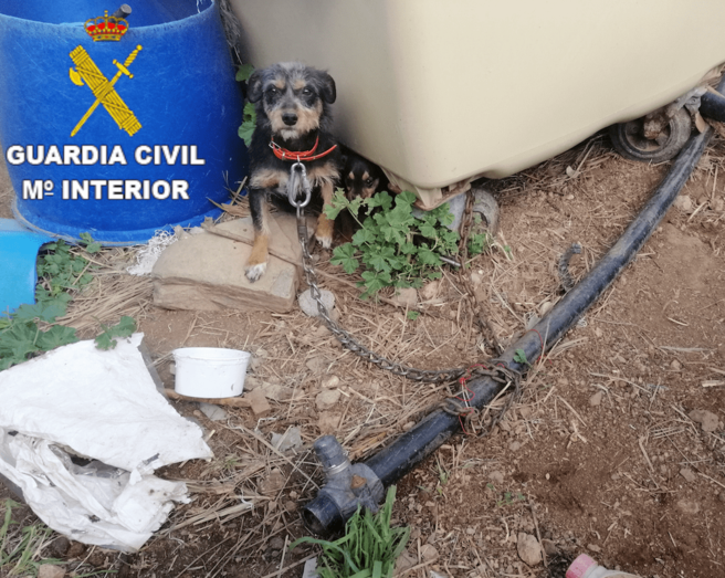 Los animales carecían de alimento y agua / TA